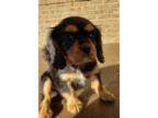 Cavalier King Charles Spaniel Puppy for sale in Rickman, TN, USA
