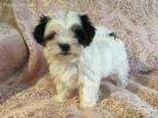Biewer Terrier Puppy for sale in Tallahassee, FL, USA