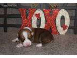 Pembroke Welsh Corgi Puppy for sale in De Graff, OH, USA