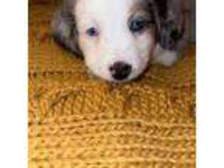 Miniature Australian Shepherd Puppy for sale in Summerville, PA, USA