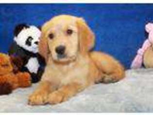 Golden Retriever Puppy for sale in Corona, NY, USA