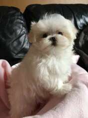 Maltese Puppy for sale in Bellingham, WA, USA