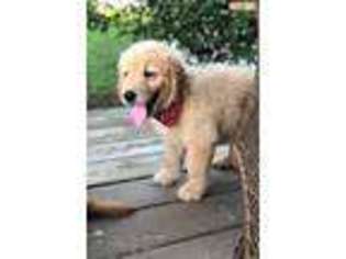 Golden Retriever Puppy for sale in Calhoun, GA, USA