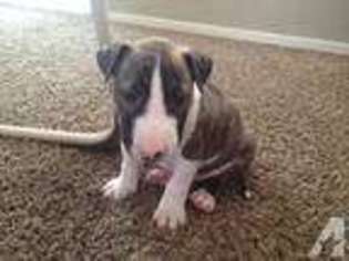 Bull Terrier Puppy for sale in ANTIOCH, CA, USA
