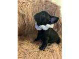 French Bulldog Puppy for sale in San Leandro, CA, USA