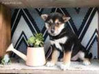 Shiba Inu Puppy for sale in Fresno, OH, USA