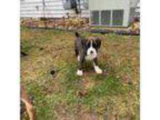 Boxer Puppy for sale in Iola, WI, USA