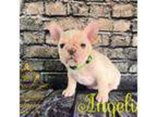French Bulldog Puppy for sale in New Oxford, PA, USA