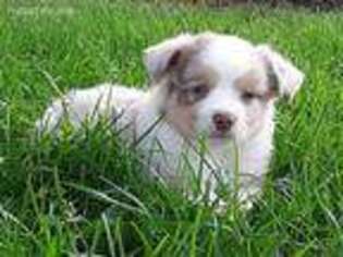 Miniature Australian Shepherd Puppy for sale in Ashley, MI, USA