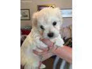 Havanese Puppy for sale in Salem, VA, USA
