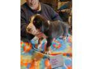Greater Swiss Mountain Dog Puppy for sale in Penn Run, PA, USA
