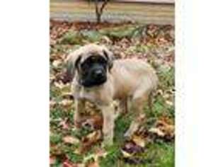 Mastiff Puppy for sale in Zanesville, OH, USA
