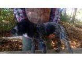 German Wirehaired Pointer Puppy for sale in Kalamazoo, MI, USA