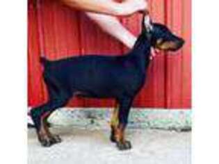 Doberman Pinscher Puppy for sale in Sallisaw, OK, USA