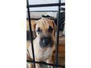 Great Dane Puppy for sale in Fort Atkinson, WI, USA