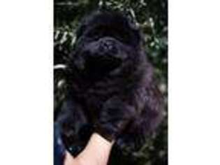 Chow Chow Puppy for sale in Victorville, CA, USA
