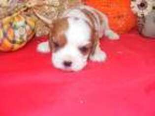 Cavalier King Charles Spaniel Puppy for sale in Dayton, TN, USA