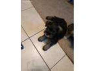 Mutt Puppy for sale in Hope, RI, USA
