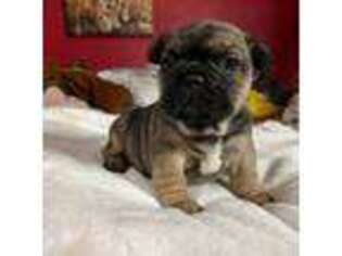 French Bulldog Puppy for sale in Hesperia, CA, USA