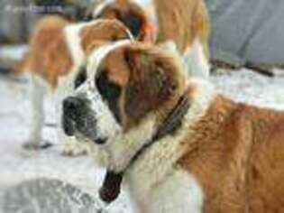 Saint Bernard Puppy for sale in Elkton, KY, USA