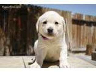 Labrador Retriever Puppy for sale in Fernley, NV, USA
