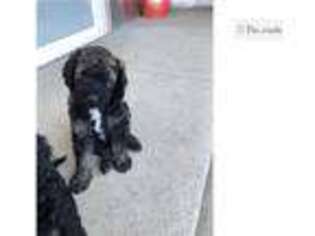 Labradoodle Puppy for sale in Sioux City, IA, USA