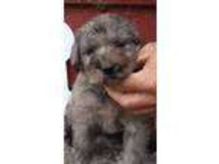 Labradoodle Puppy for sale in Parkston, SD, USA