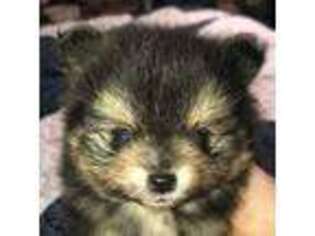 Pomeranian Puppy for sale in Kendallville, IN, USA