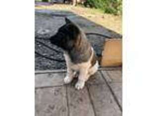 Akita Puppy for sale in San Leandro, CA, USA
