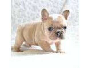 French Bulldog Puppy for sale in Hampstead, NC, USA