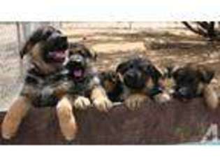 German Shepherd Dog Puppy for sale in BEVERLY HILLS, CA, USA