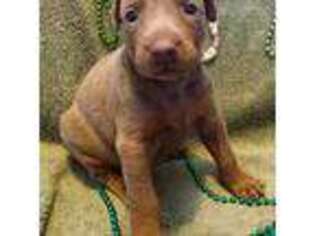 Doberman Pinscher Puppy for sale in Reddick, FL, USA