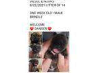 Bullmastiff Puppy for sale in Friendship, WI, USA