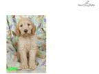 Goldendoodle Puppy for sale in Athens, GA, USA