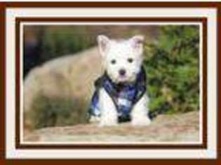 West Highland White Terrier Puppy for sale in Solgohachia, AR, USA