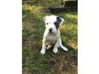 Mutt Puppy for sale in Canterbury, NH, USA