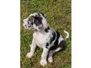 Great Dane Puppy for sale in Dalton, GA, USA
