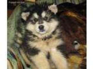 Alaskan Malamute Puppy for sale in Munfordville, KY, USA