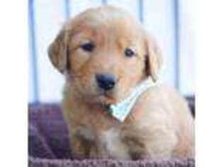 Golden Retriever Puppy for sale in New Plymouth, ID, USA