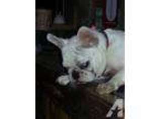 French Bulldog Puppy for sale in MARLIN, TX, USA