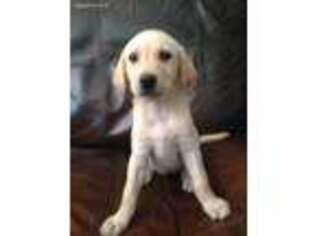 Labrador Retriever Puppy for sale in Woodbridge, CT, USA