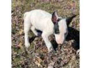 Bull Terrier Puppy for sale in Akron, OH, USA