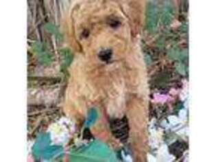 Mutt Puppy for sale in Yacolt, WA, USA