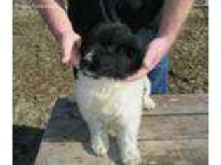 Newfoundland Puppy for sale in Freeland, MI, USA