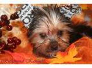 Yorkshire Terrier Puppy for sale in London, OH, USA