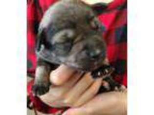 Mutt Puppy for sale in Hoopa, CA, USA