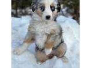 Miniature Australian Shepherd Puppy for sale in Morrison, CO, USA
