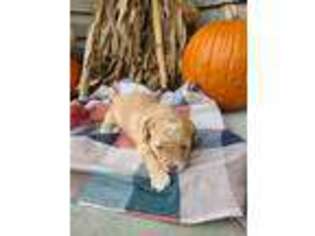 Goldendoodle Puppy for sale in Fordsville, KY, USA