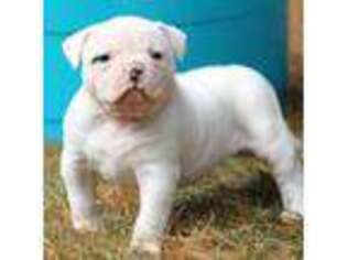 American Bulldog Puppy for sale in Zanesville, OH, USA
