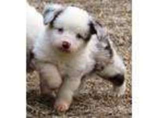 Miniature Australian Shepherd Puppy for sale in Tahlequah, OK, USA